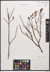 Foto von Salix caesia Vill.